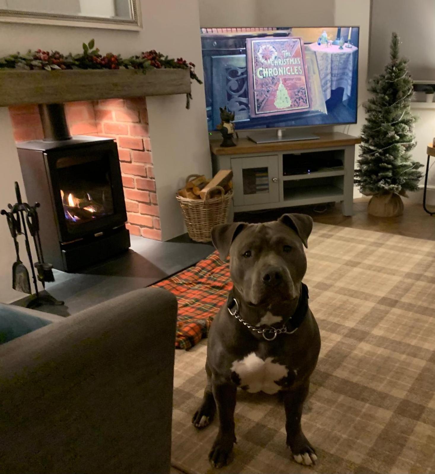 Woodland Cottage - Private Courtyard - Pet Friendly Retreat In The Heart Of Windermere Extérieur photo